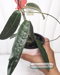 Rare Hoya HYPOLASIA MADANG, PNG IML 1155 ๐ฟ๐ฟ - Picture 1 of 5