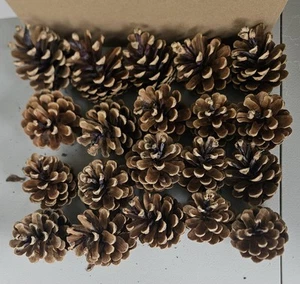 20 Pine Cones, Raw Fresh Handpicked  Western WA.  Weddings Wreaths Rustic Decor - Picture 1 of 7