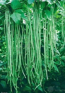 SNAKE BEANS BLACK SEED 20 SEEDS VIGNA UNGUICULATA HIGH PROTEIN VITAMIN MINERALS - Picture 1 of 4