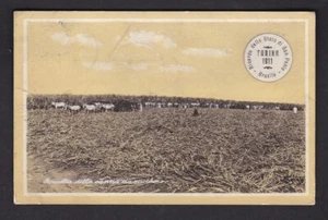 BRAZIL Brasile Harvest of Zucchero used 1911 PPC - Picture 1 of 2