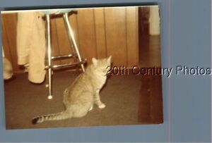 FOUND COLOR PHOTO J+3663 CAT SITTING ON FLOOR IN FRONT OF BAR STOOL