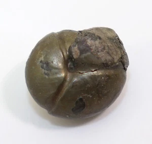 Goniatit, Cheiloceras subpartitum, Devon, Nehden, Bergisch Gladbach, BRD-f928 - Picture 1 of 5