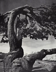 1950s Vintage ANSEL ADAMS Yosemite Valley Jeffrey Pine Landscape Photo Art 12X16 - Picture 1 of 1