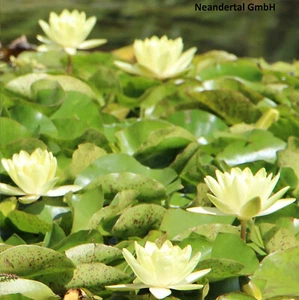Seerose gelb C.Welch Unterwasserpflanze Filterpflanzen gegen Algen für den Teich - Bild 1 von 2