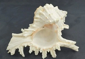 Murex Ramosus Shell Grande Murex Seashell 6-7" - Imagen 1 de 11