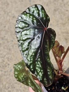 Begonia handelii Var prostrata Rare terrarium Greenhouse Shadehouse - Picture 1 of 6