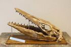 Crâne de dinosaure squamate aquatique imprimé en 3D Mosasaurus mosasaurs