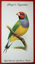 RED-HEADED GOULDIAN FINCH  Vintage 1933 Illustrated  Bird Card  SC17MS