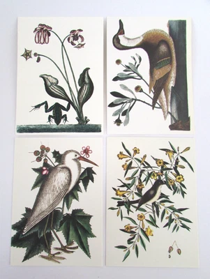 Juego de 4 tarjetas de arte enmarcables coloniales Williamsburg Mark Catesby Foto 1 de 4
