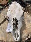 CHOOSE ONE Real Cow Skull Some Teeth 16.5-20” Western Decor Craft (1 & 5 Left)
