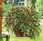 Vegetable - Pepper - Volante Hot Red F1 (Chilli) - 25 Seeds - Large