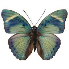 Euphaedra eberti blue green butterfly Africa unmounted wings closed
