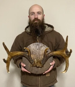 Massive Mounted Whitetail Deer 8 Point Antlers Skull Cap On Plaque Rustic - Picture 1 of 7