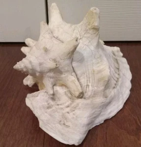 Large Pink Queen Conch Shell 9x7x6” Natural Beach Seashell Nautical Ocean Decor - Picture 1 of 12