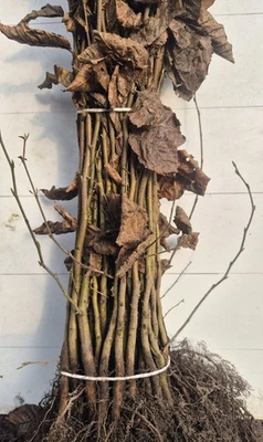 Hainbuche/ Hainbuchenhecke/ Buche/ Weißbuche (Carpinus Betulus) 60-100cm  50Stk - Bild 1 von 4