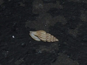 MANGELIA SMITHI WOOOOOW - Picture 1 of 2