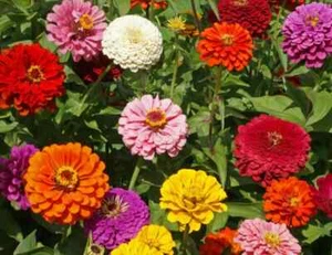 Zinnias beautiful mix colour flowers 200 pcs seeds free shipping world wide - Picture 1 of 6