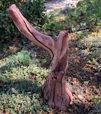 Large Natural Manzanita Driftwood  15" H Aquarium Reptile Terrarium Home Decor - Image 1 of 4