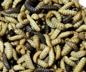 LIVE Black Soldier Fly Larvae (120, 250, 500) - Picture 1 of 11