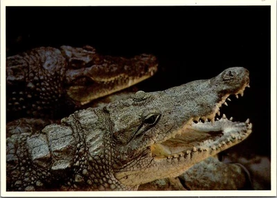 NILE CROCODILE Steinhart Aquarium GOLDEN GATE PARK San Francisco 4x6 Postcard - Image 1 of 2