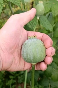 Schlafmohn Papaver Somniferum 'Burma Giant' - Bild 1 von 5