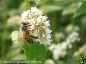 5 pounds Buckwheat Seeds For Bee Pasture Grain Crop Wildlife Cover Soil Erosion - Picture 1 of 3