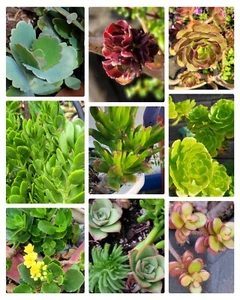 Succulent Variety with 4 Live Plants 3” to 5" Clippings - Picture 1 of 19