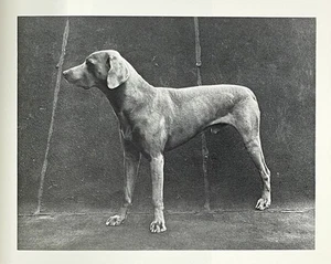 William Wegman Pace Gallery 1991 Exhibit Catalog Booklet Rare Weimaraner Dog - Picture 1 of 10