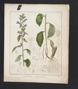 Kupferstich um 1835 + Text Lobelia antisyphilitica Hayne Guimpel Botanik - Bild 1 von 3