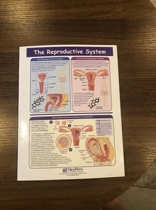 The Reproductive System laminated educational - Foto 1 di 16