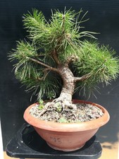 Bonsai pino nero, black pine