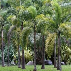 2X Foxtail Palm Tree Wodyetia bifurcata seeds tropical ornamental seeds - Picture 1 of 4