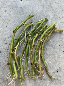 10 Sweet Potato Slips Plants Beauregard Sweet Potato Cutting Ready To Plant - Picture 1 of 6