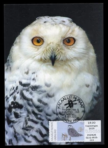 GREENLAND 2025 Maximum Card ATM - Snowy polar owl Harfang Búho Bubo scandiacus - Picture 1 of 1