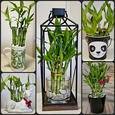 10 PLANTAS DE BAMBÚ DE LA SUERTE 4" Alambres Dorados Gratis Interior Perenne, REGALO Ideal Foto 1 de 4