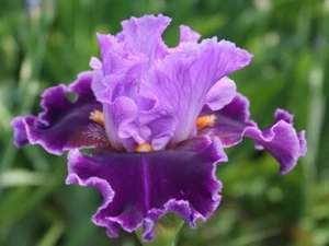 Iris TB, ''About Town'. (Barry Blyth, R. 1996)… 1 Rizoma. SPED. 4/07/ 2025. - Imagen 1 de 2