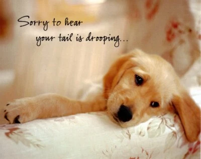 Funny Get Well Soon Feeling Droopy Puppy Dog Not Wagging Hallmark Greeting Card - Image 1 of 3