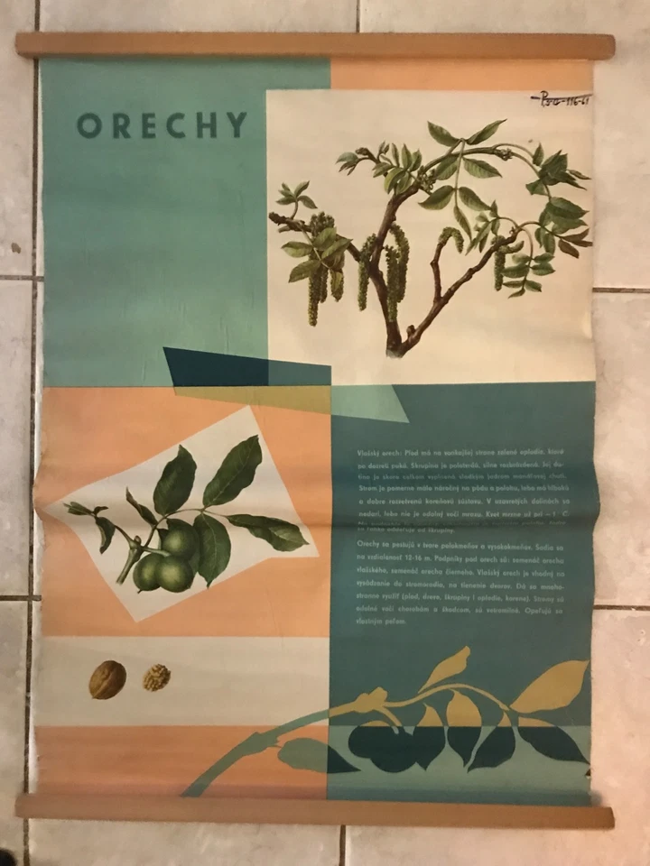 Original vintage pull down school chart of wild nuts- 1961 - Image 1 of 1