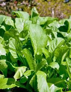 MUSTARD GREENS SEED, OLD FASHIONED, HEIRLOOM, NON GMO,  25+ SEEDS, GREEN - Picture 1 of 5