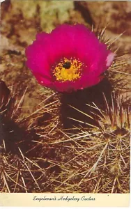 Vintage California Chrome Postcard Engleman's Hedgehog Cactus Desert Needles - Picture 1 of 2