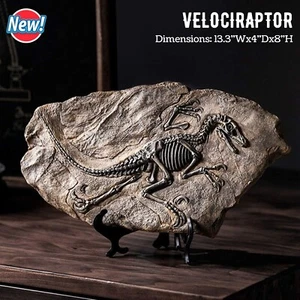 Realistic Skeleton Velociraptor Model Faux Dinosaur Fossil Jurassic Park Decor - Picture 1 of 6
