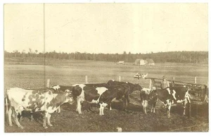 Cows Farmer Medford Wisconsin Vintage Unused Real Photo Postcard Agriculture - Picture 1 of 1