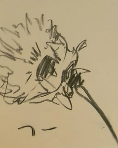 JOSE TRUJILLO - Original Charcoal Paper Sketch Drawing 9X12" - FLOWER DAISY - Picture 1 of 8