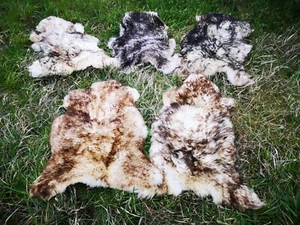 Echt Öko Schaffell Lammfell Fell Geflammt Bis 140cm 2.Wahl Schnäppchen - Bild 1 von 10