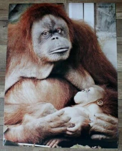Orang-Utan Affe Mutter & Kind Schimpanse 1980er niedlicher Affe Trends Dick Haneda Poster FN - Bild 1 von 1