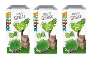 Cat Grass Kit for Indoor Web box Grass Complete Easy Grow Kit Plant 120g 3 Pack - Picture 1 of 6