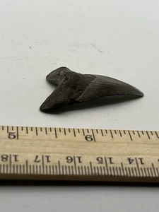 "Fósil de diente de tiburón angustiden 1,75"" GA Coast V41" - Imagen 1 de 5