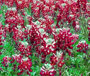 GRANATE ROJO TEXAS BLUEBONNET Lupinus Texensis - 100 semillas a granel - Imagen 1 de 1