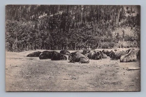 Antike Alberta Postkarte BANFF Büffel bei BANFF Kanada 1910 - Bild 1 von 2