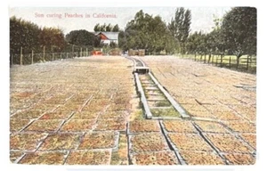 Postkarte Sun Curing Peaches in Kalifornien - Bild 1 von 2